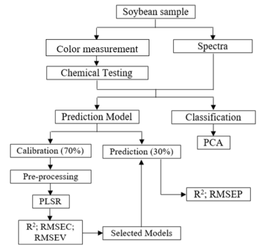 Figure 2  Workflow of chemometric analysis in soybean characterization