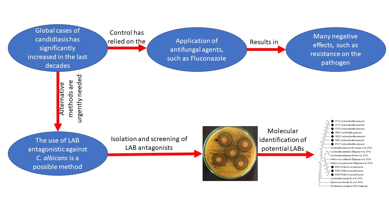 lactic-acid-bacteria-antagonistic-against-candida-albicans