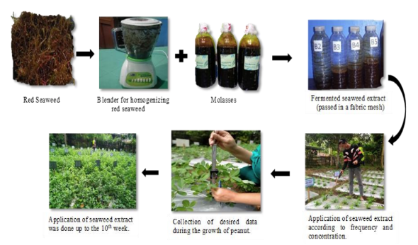 Fermented seaweed extract (FSE) preparation and application in peanut plants
