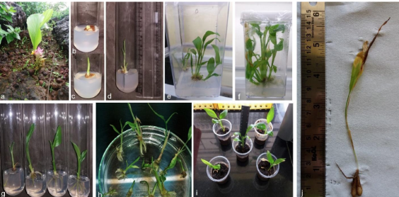 In vitro propagation of C. pseudomontana J. Graham using rhizome bud explants: