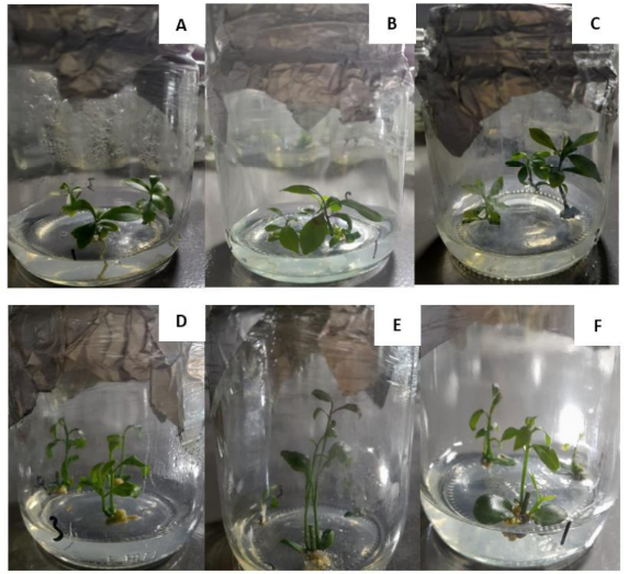 Citrus shoot formed after eight weeks derived from combination of 1 mg/L kinetin with VMW medium