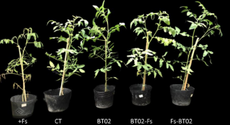 Efficiency to control root rot disease of the BT02 strain