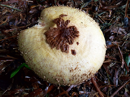RECENT COLLECTION OF THE POISONOUS MUSHROOM, Clarkeinda trachodes (Berk.) FOR INDONESIA